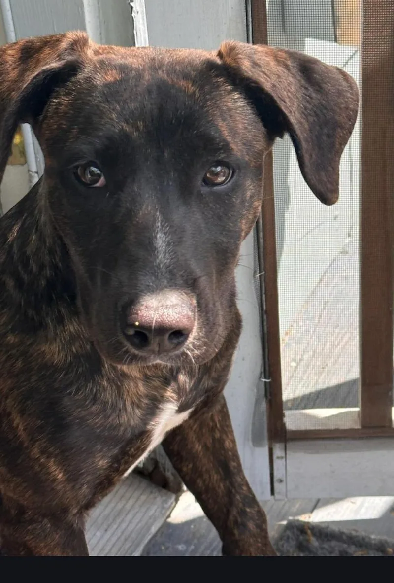 An adult medium-sized female Brindle Labrador Retriever dog named Belle for adoption in Houston, TX