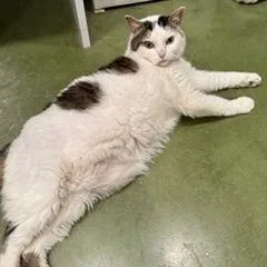 Papa Saucerton thumbnail 2