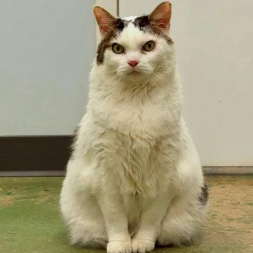 Papa Saucerton thumbnail 3