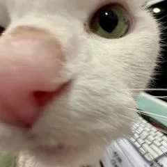 Papa Saucerton thumbnail 4