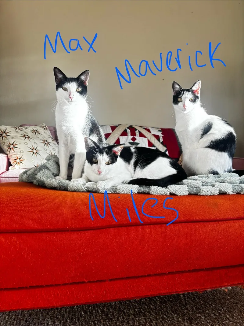 Maverick thumbnail 2