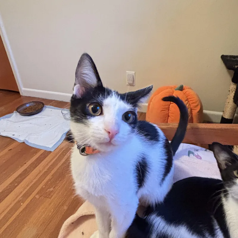 Maverick thumbnail 3