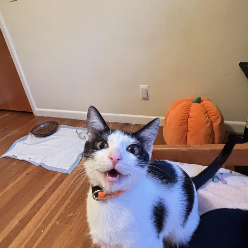 Maverick thumbnail 5