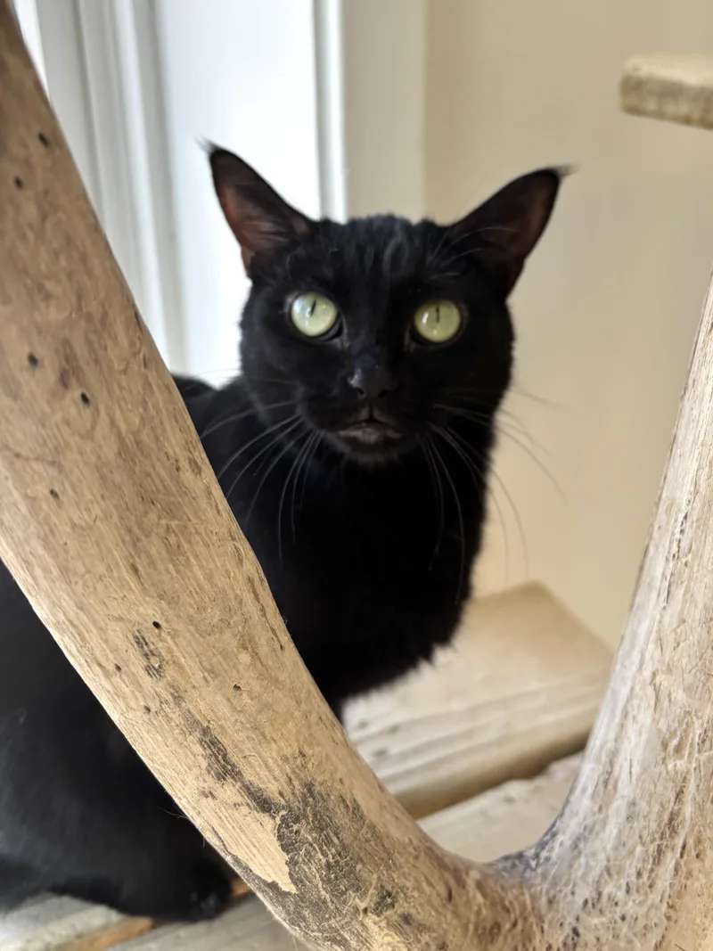 Reindeer thumbnail 2