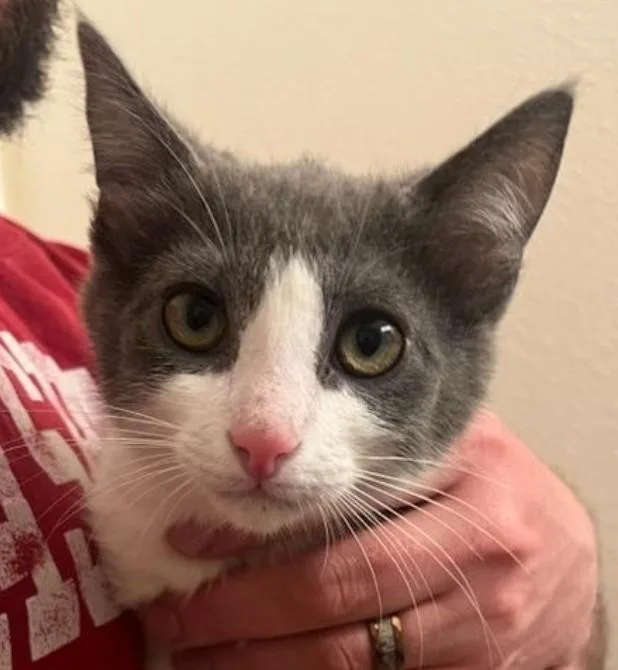 Remy & Sushi thumbnail 2