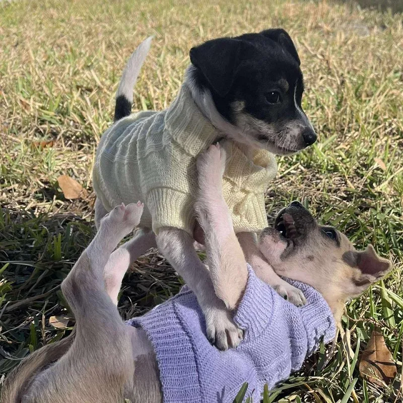 Elmo Tricolor Chimix Puppy thumbnail 2