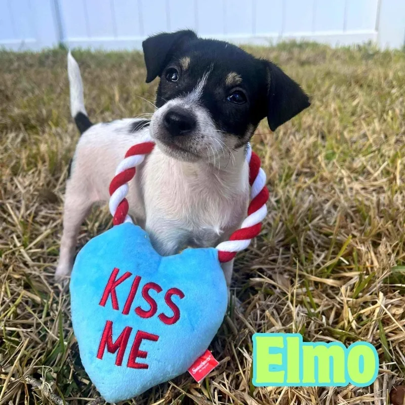 Elmo Tricolor Chimix Puppy