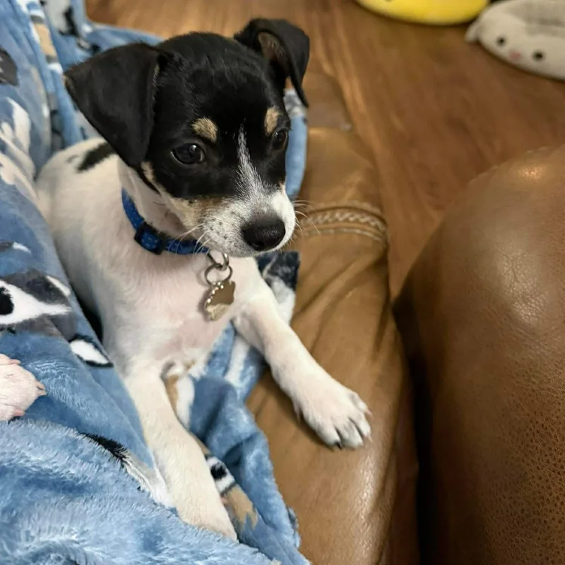 Elmo Tricolor Chimix Puppy thumbnail 3