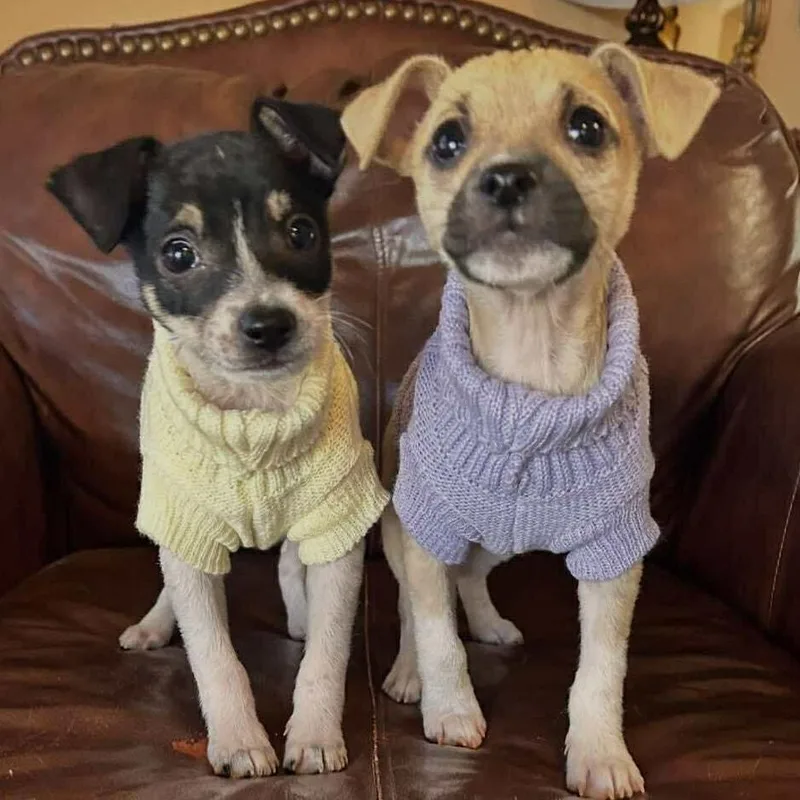 Elmo Tricolor Chimix Puppy thumbnail 4