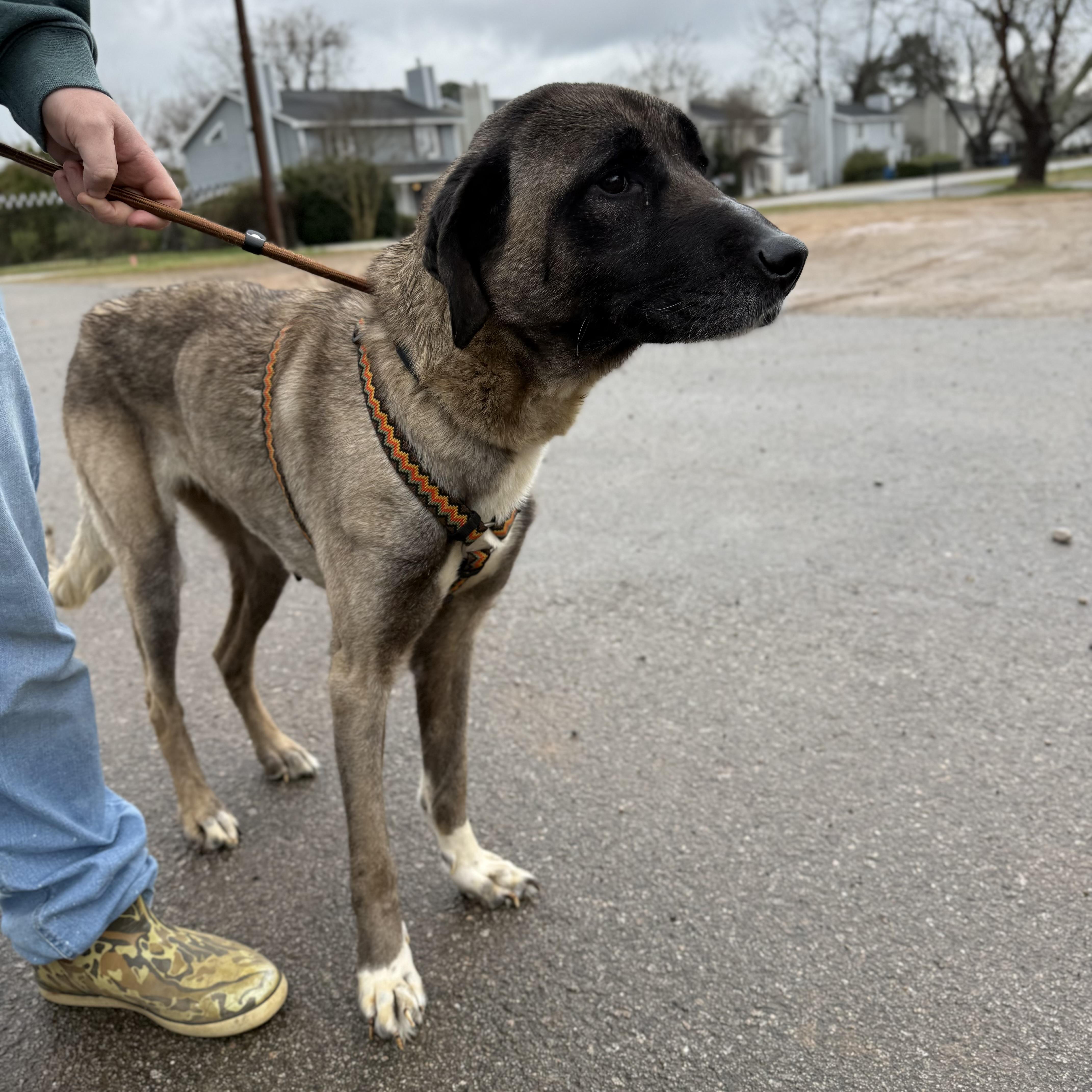 Evergreen thumbnail 2