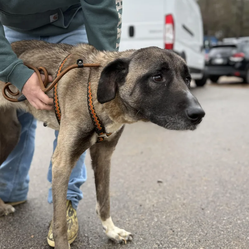 Evergreen thumbnail 3