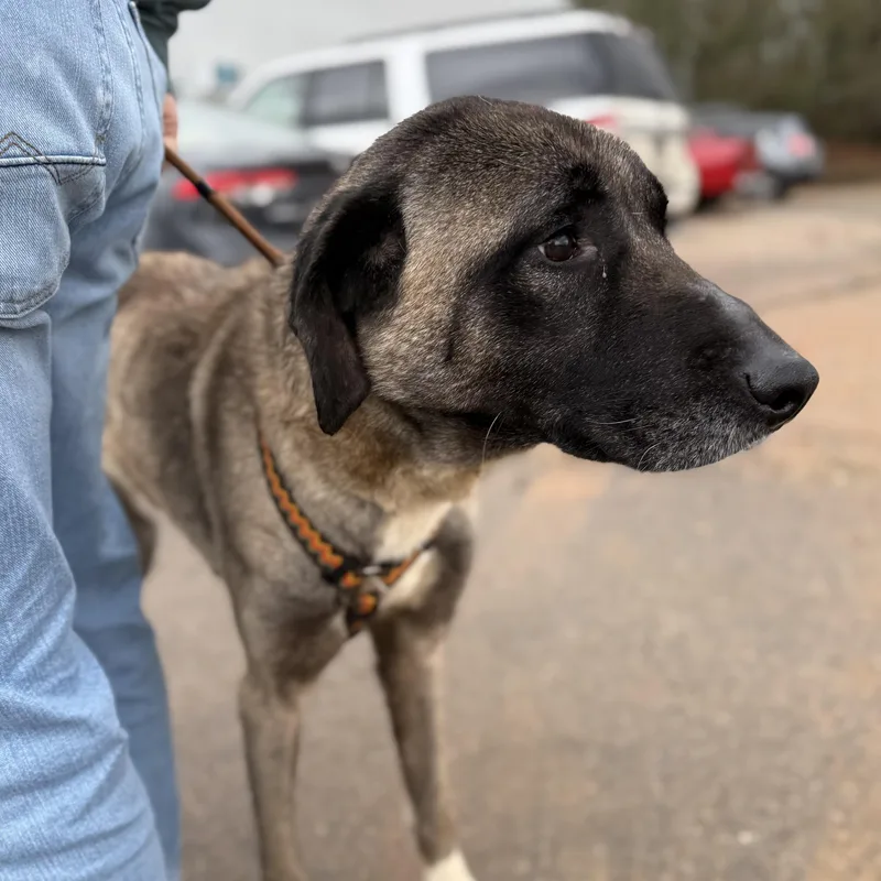 Evergreen thumbnail 4