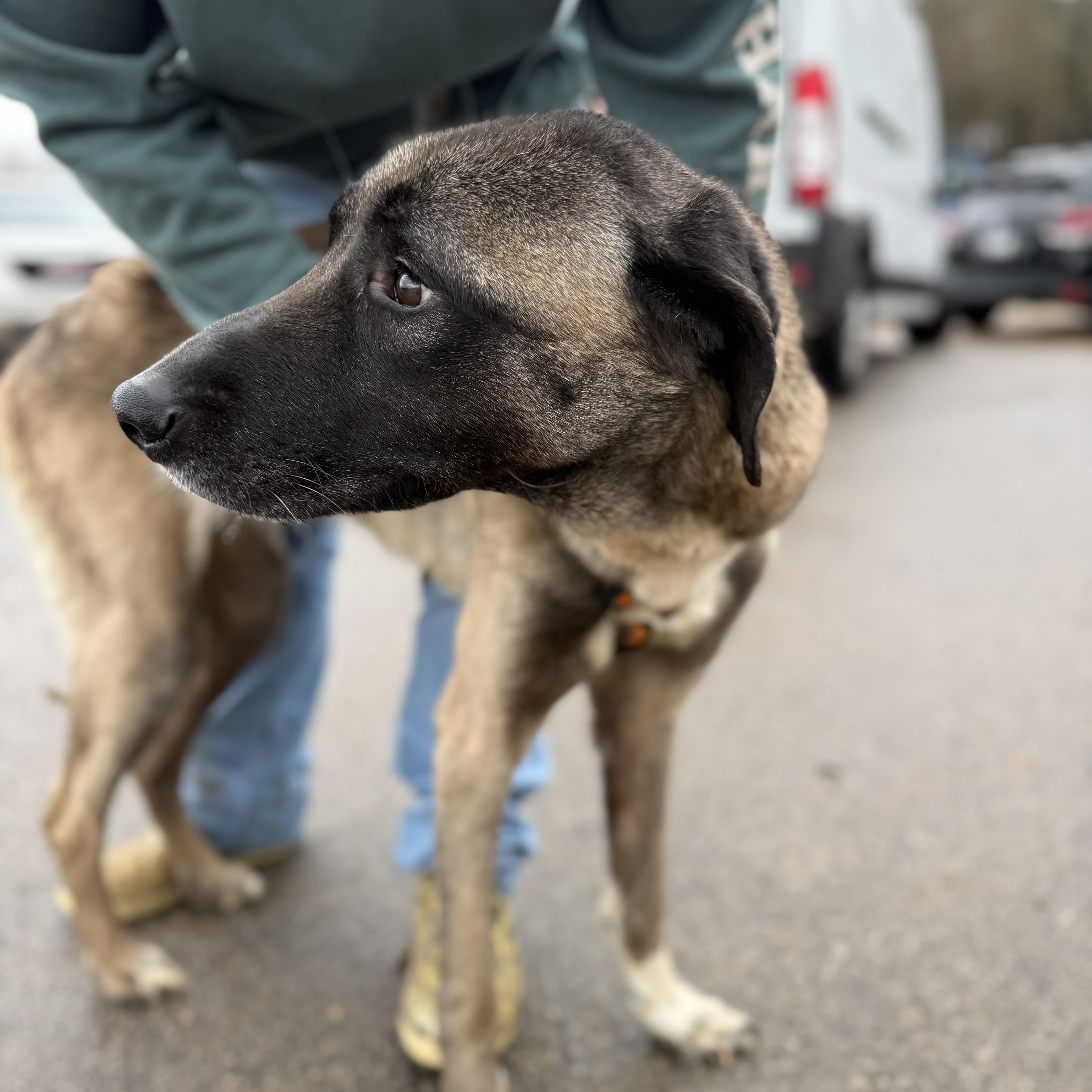 Evergreen thumbnail 5