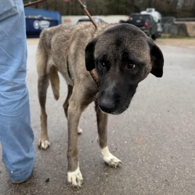 Evergreen thumbnail 6