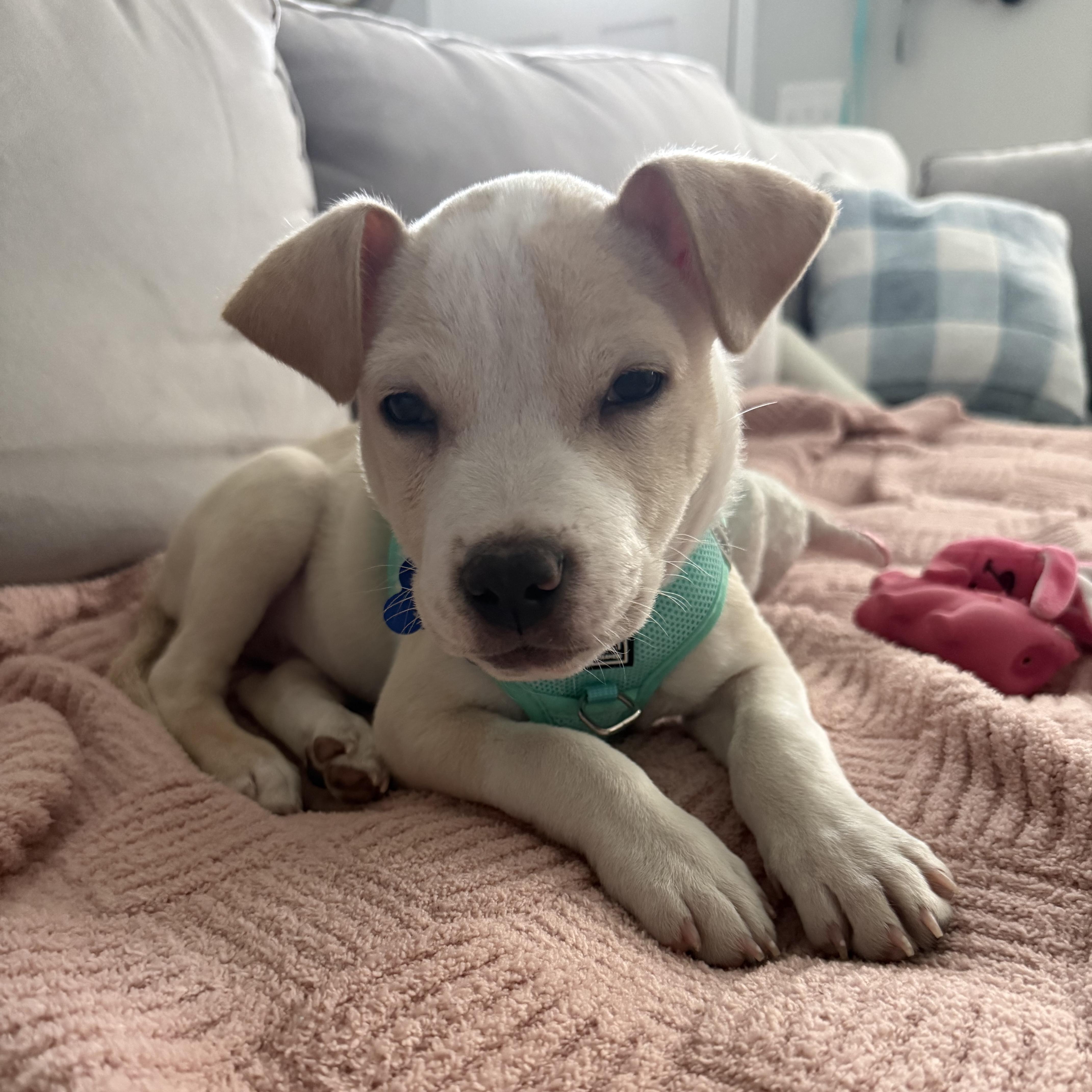 Kingsman thumbnail 3