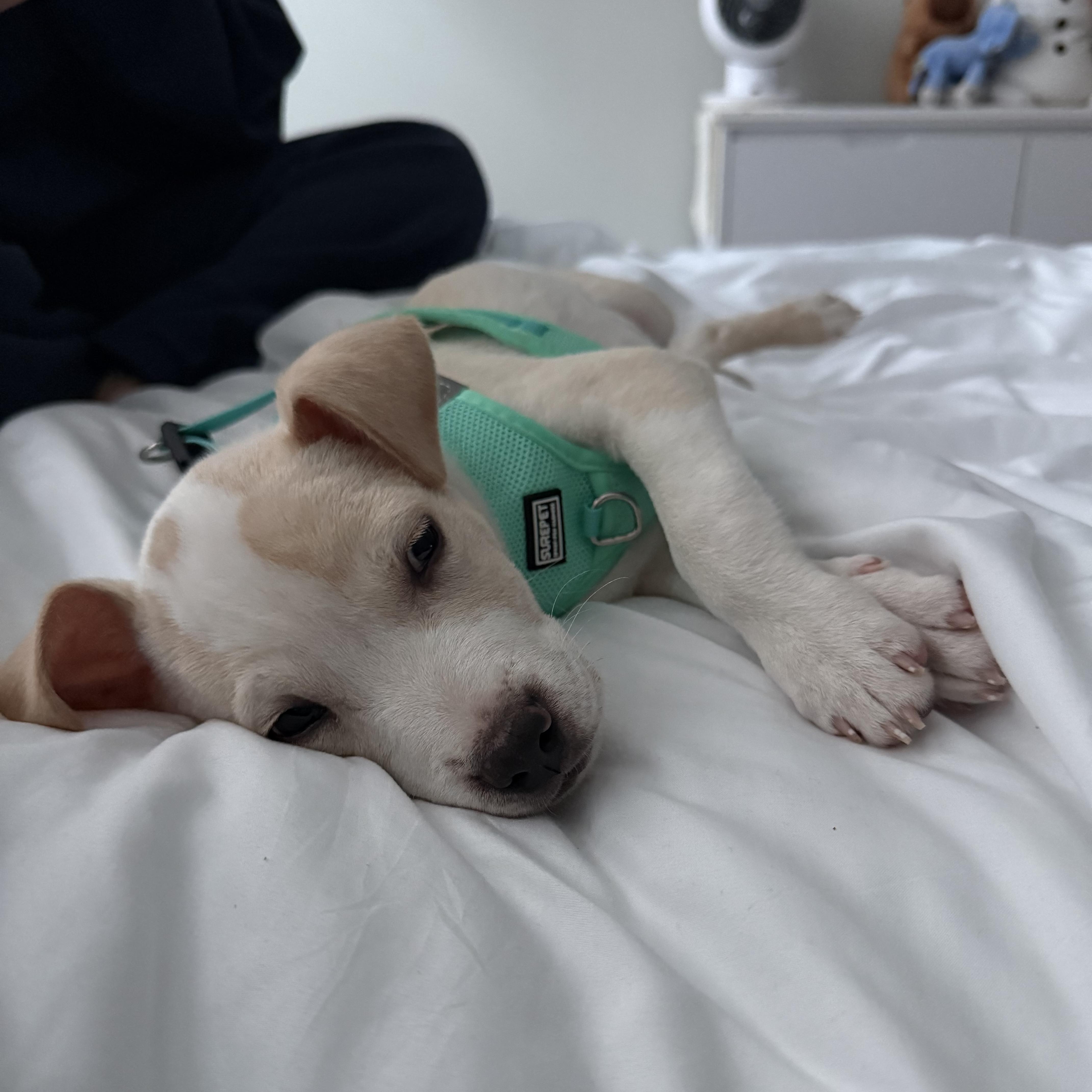 Kingsman thumbnail 4