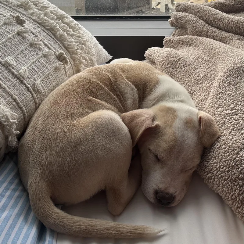 Kingsman thumbnail 5