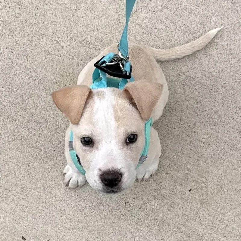 Kingsman thumbnail 6