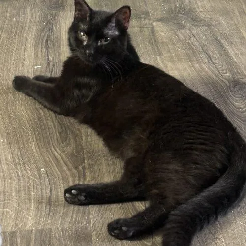 Mistoffalees thumbnail 2