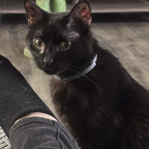 Mistoffalees thumbnail 3