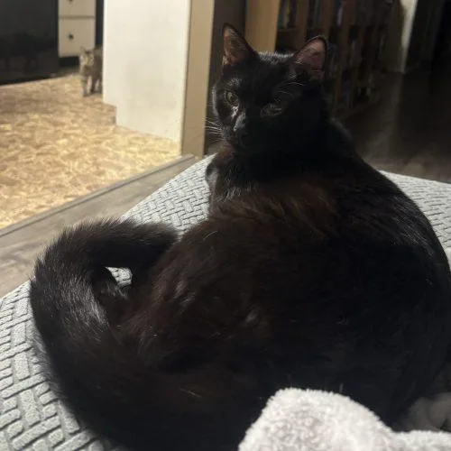 Mistoffalees thumbnail 4