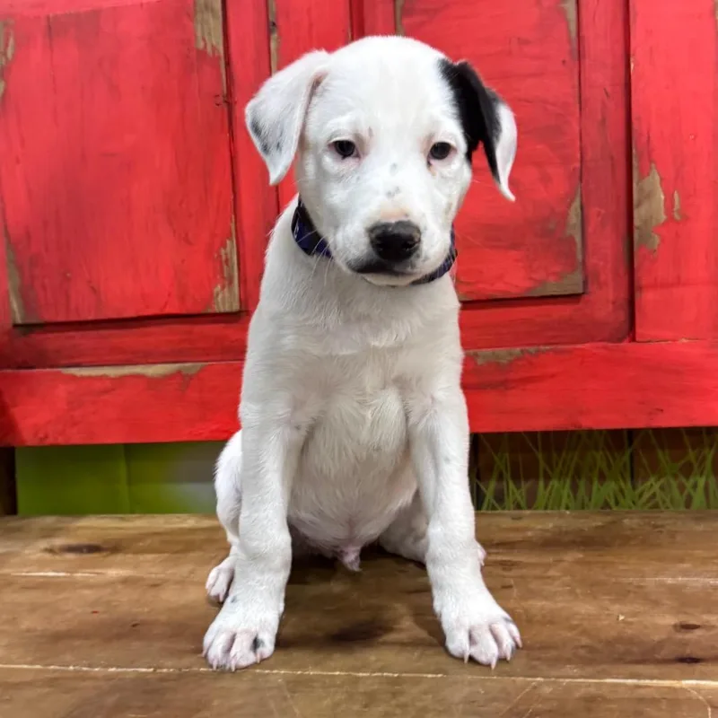 Fwt Prince thumbnail 2