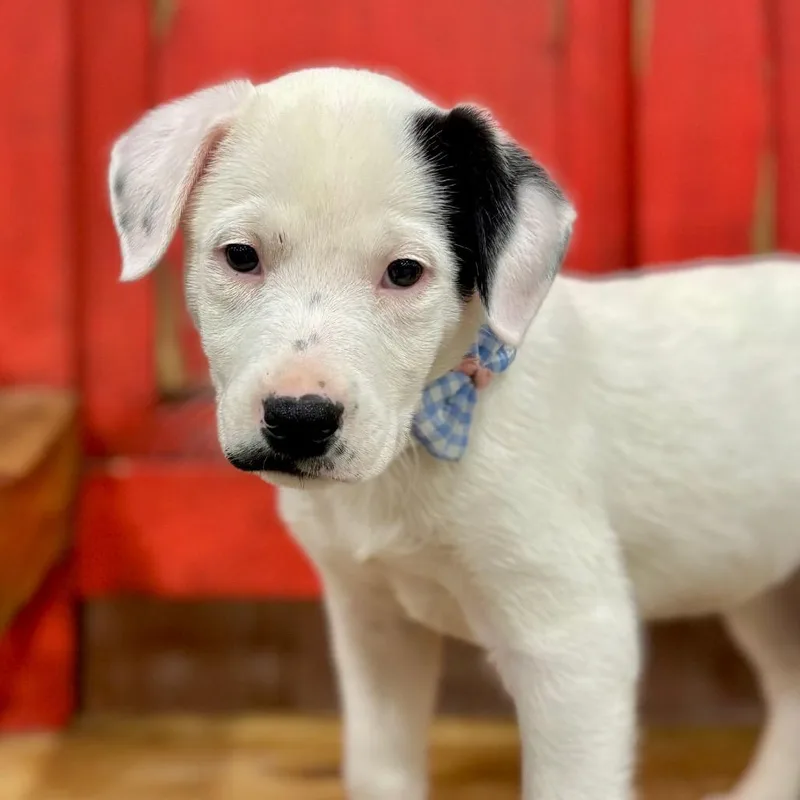 Fwt Prince thumbnail 3