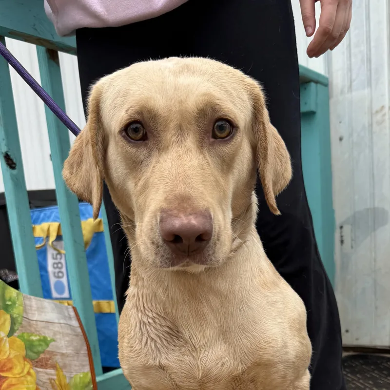 Steve Harvey thumbnail 4