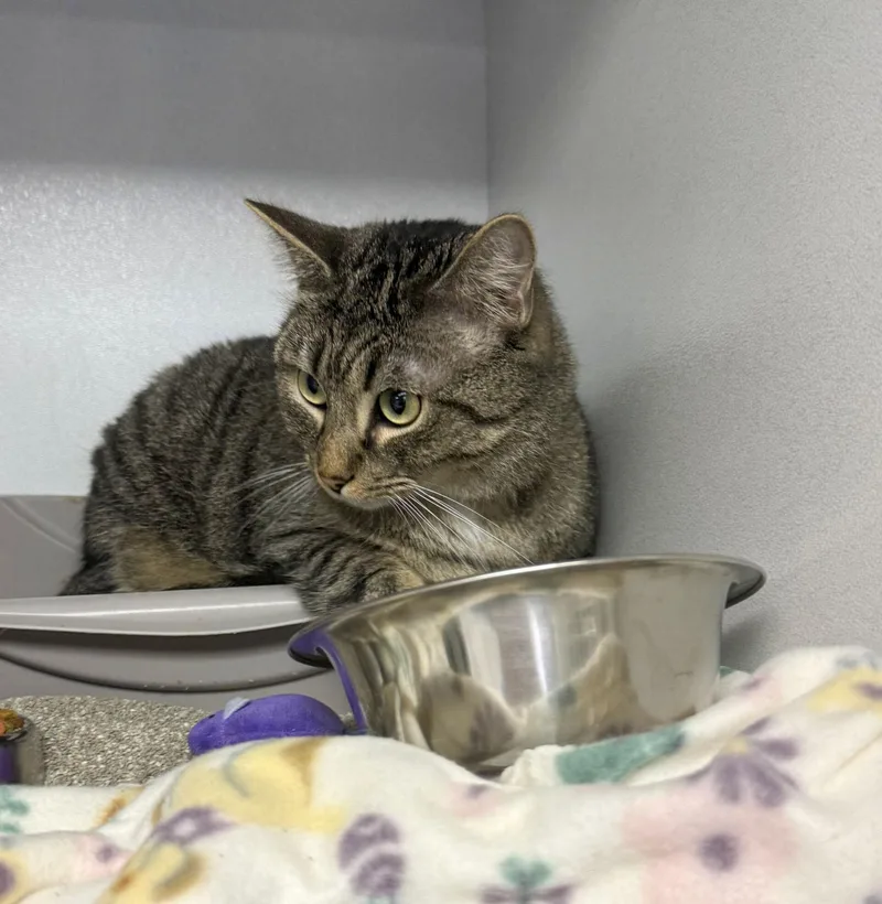 Wutang Claw thumbnail 2