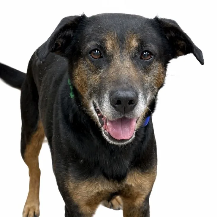 A senior large-sized male Shepherd dog named Yogi Bear for adoption in Schaumburg, IL