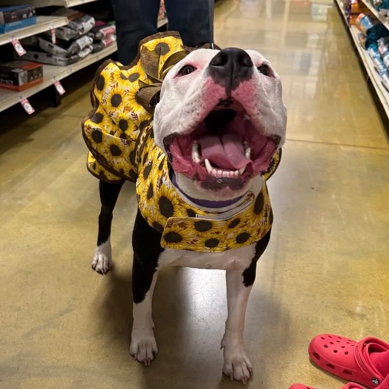 Layla Dakota thumbnail 3