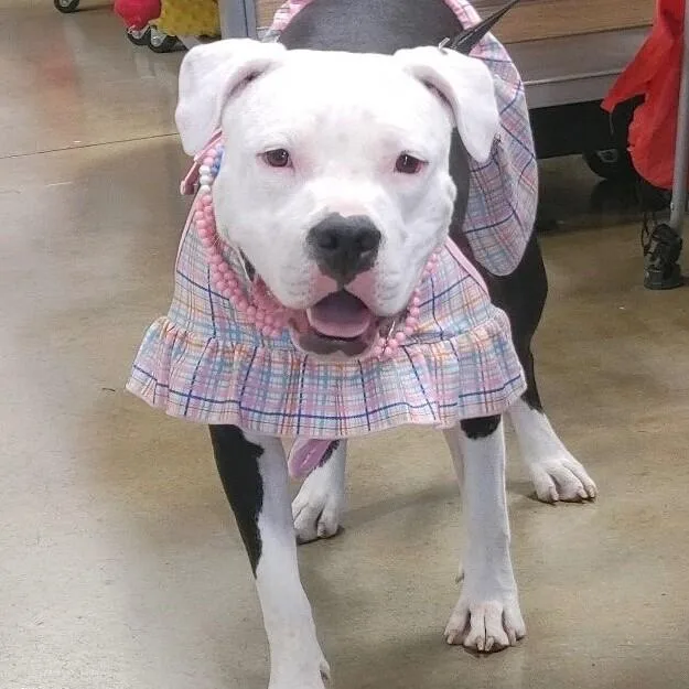 Layla Dakota thumbnail 4