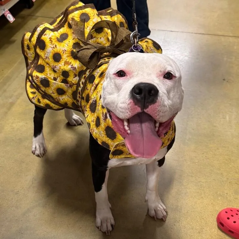 Layla Dakota thumbnail 5