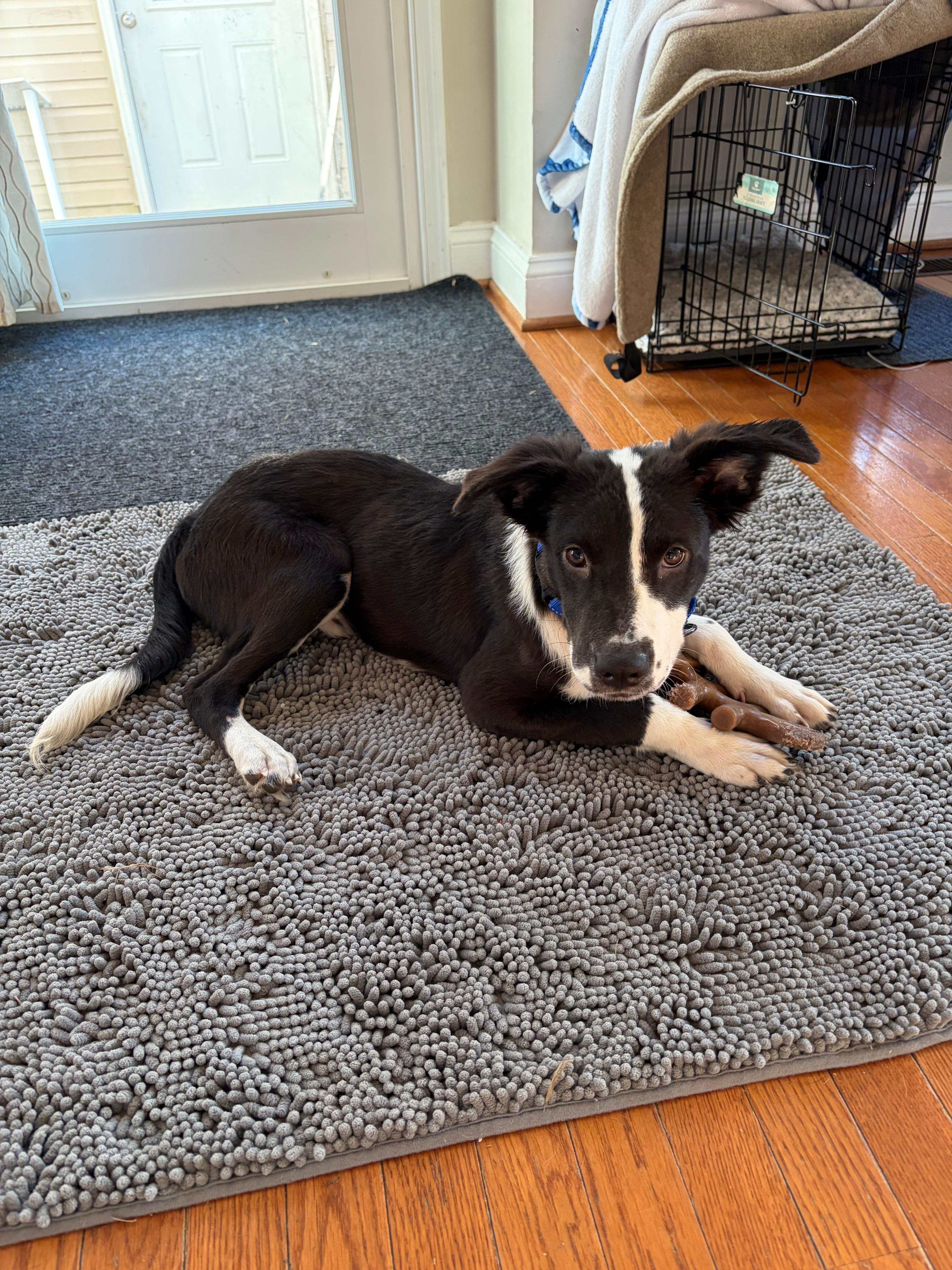 Oreo  Great Wkids! thumbnail 2