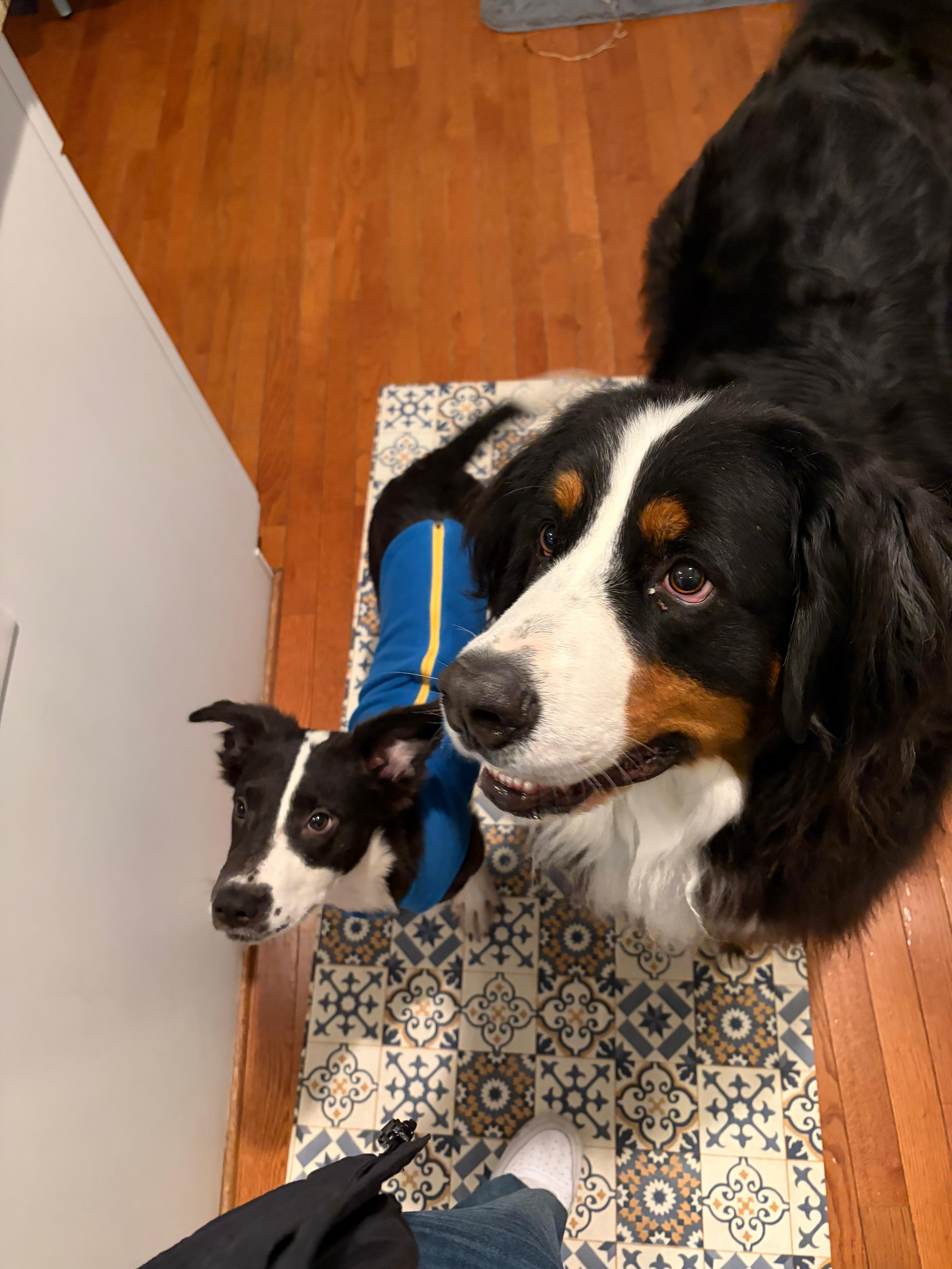 Oreo  Great Wkids! thumbnail 4