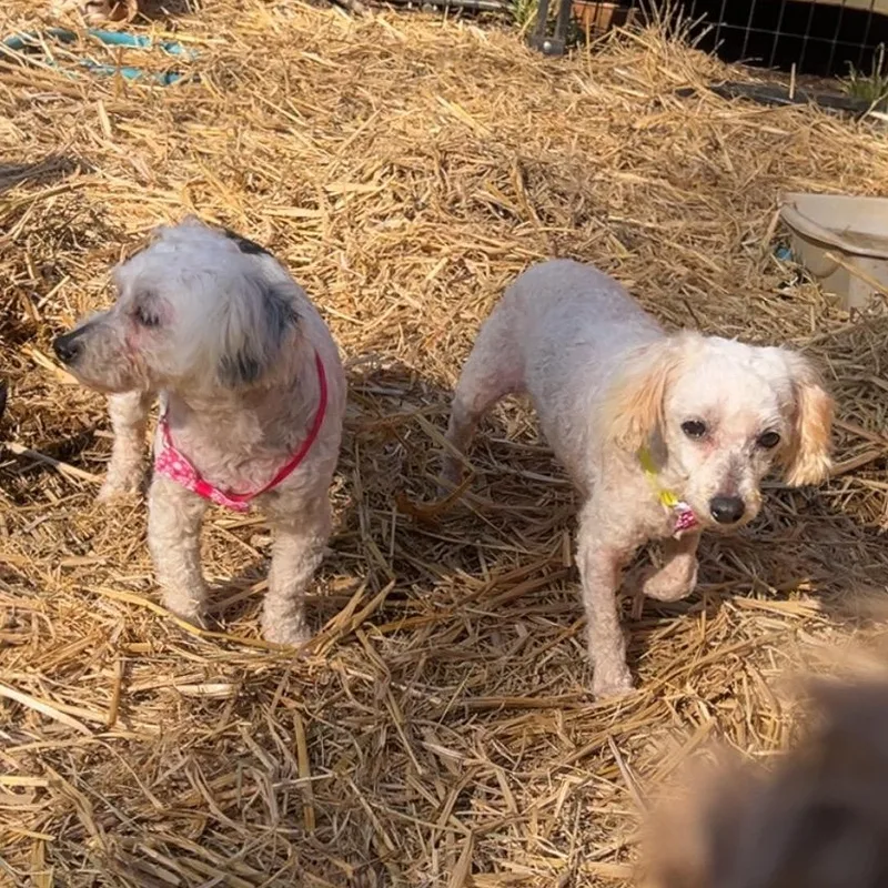 Lyric & Whisper thumbnail 2