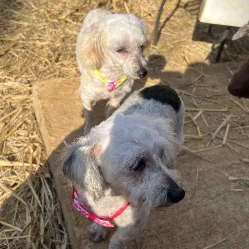 Lyric & Whisper thumbnail 3