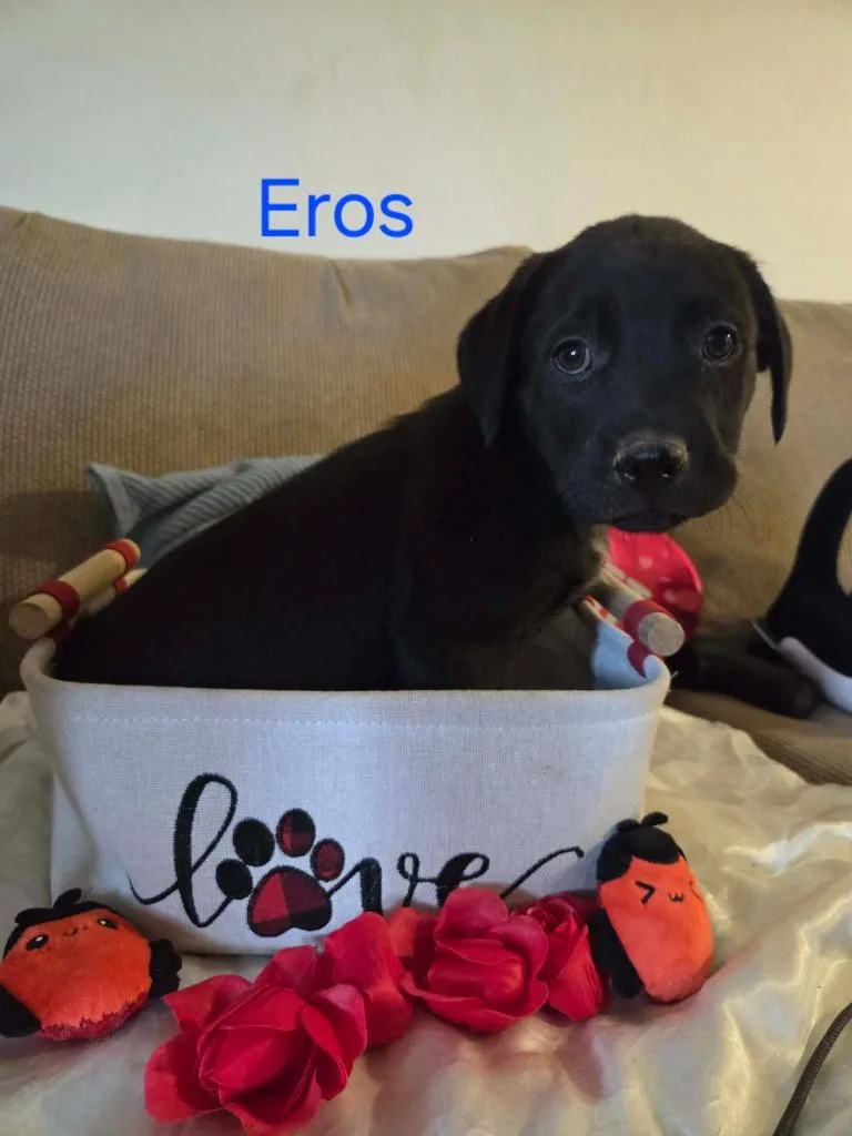 Eros thumbnail 2
