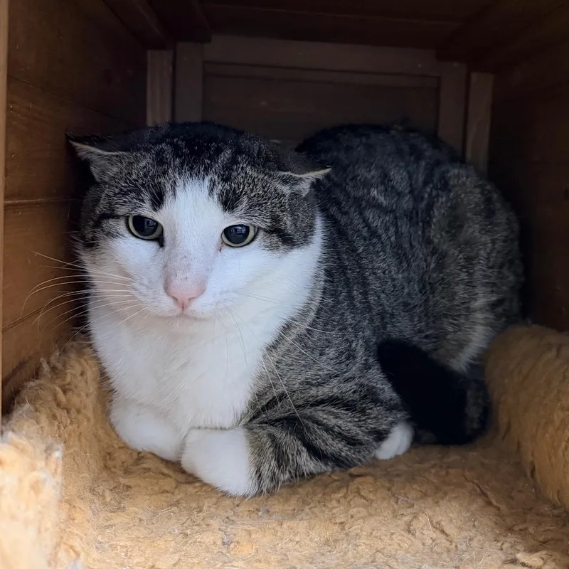 An adult small-sized male White Domestic Short Hair cat named Buddy for adoption in Nokesville, VA