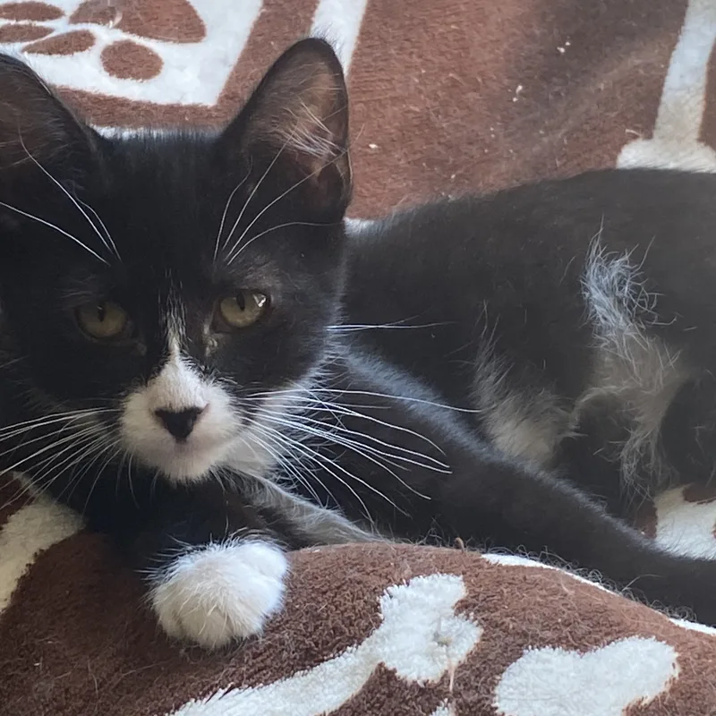 Traveler thumbnail 4