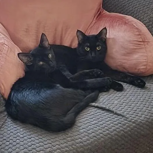 Ling Ling thumbnail 2