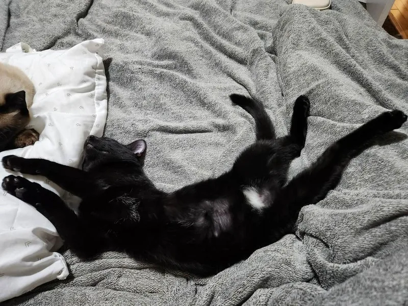 Ling Ling thumbnail 3