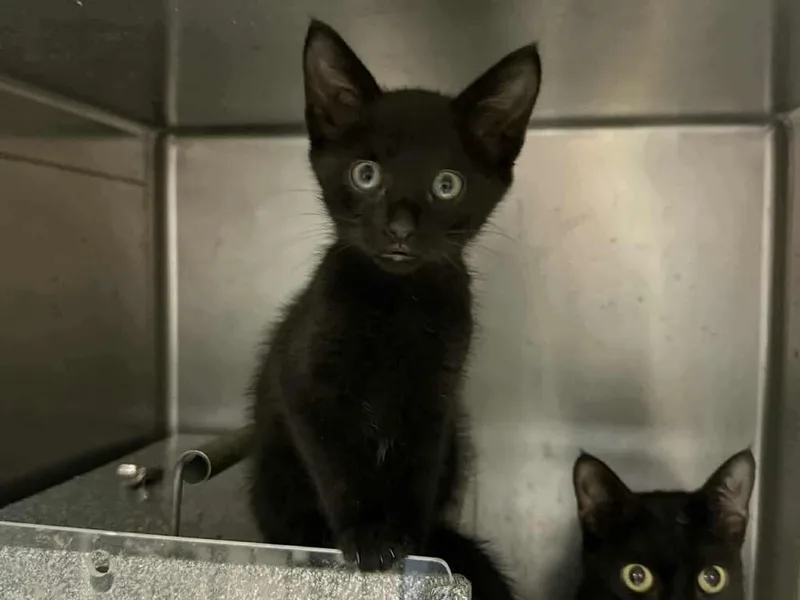 Ling Ling thumbnail 4