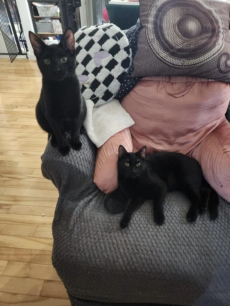 Ling Ling thumbnail 5