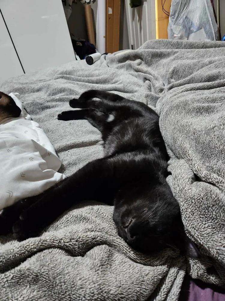 Ling Ling thumbnail 6