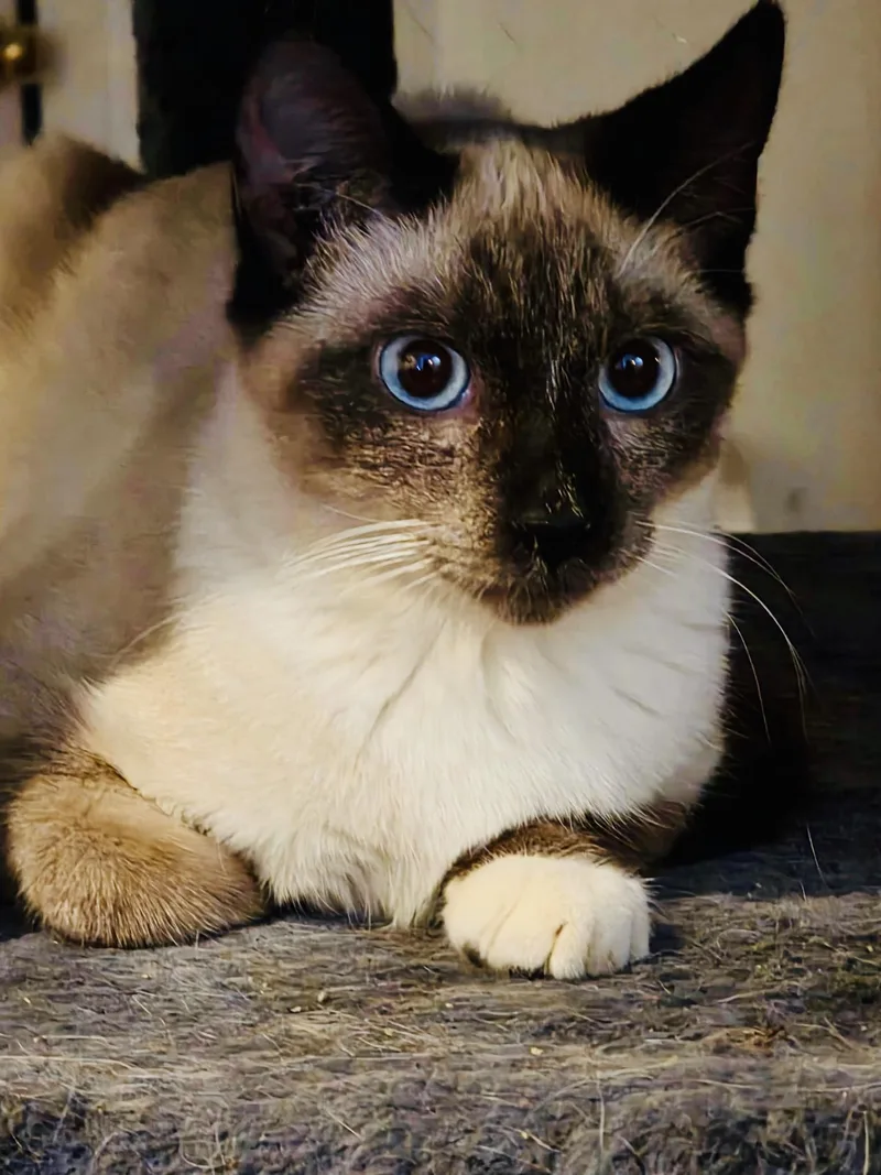 Cooper & Sparrow thumbnail 4