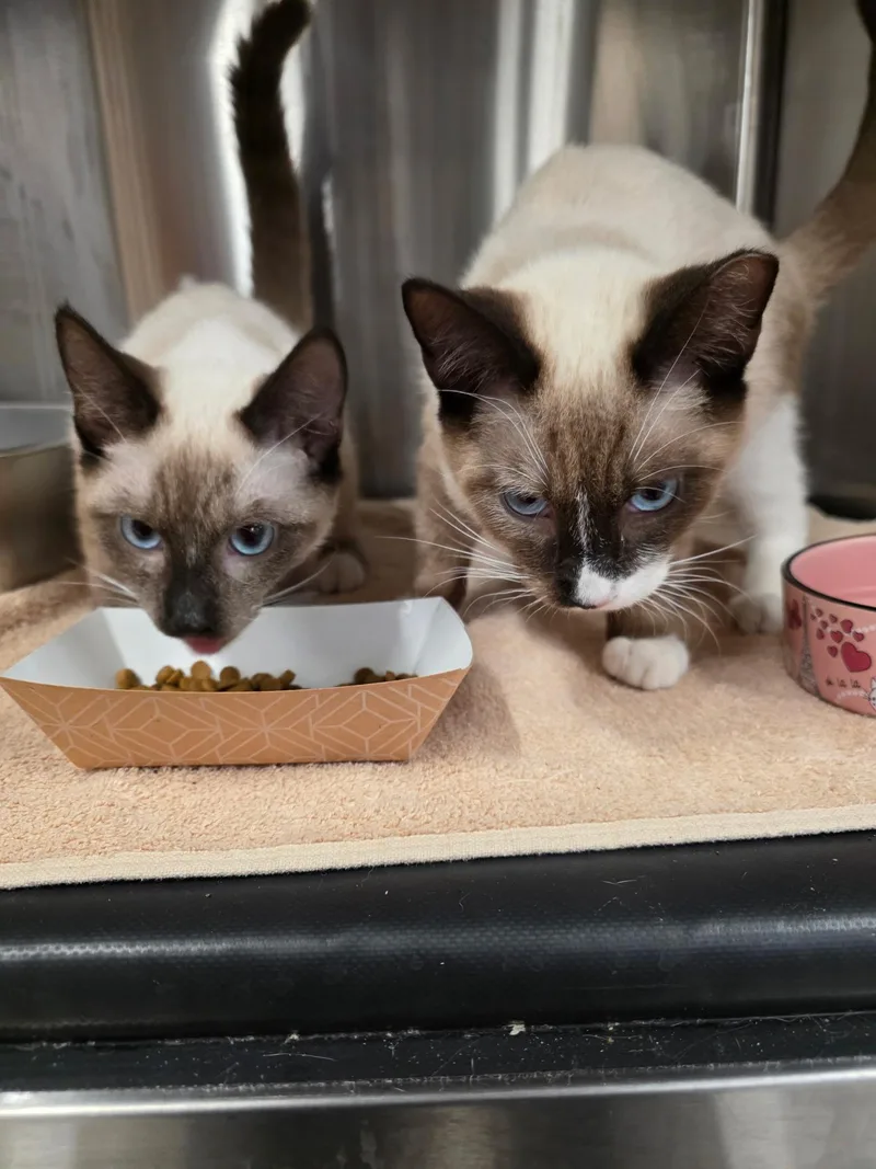 Cooper & Sparrow thumbnail 6