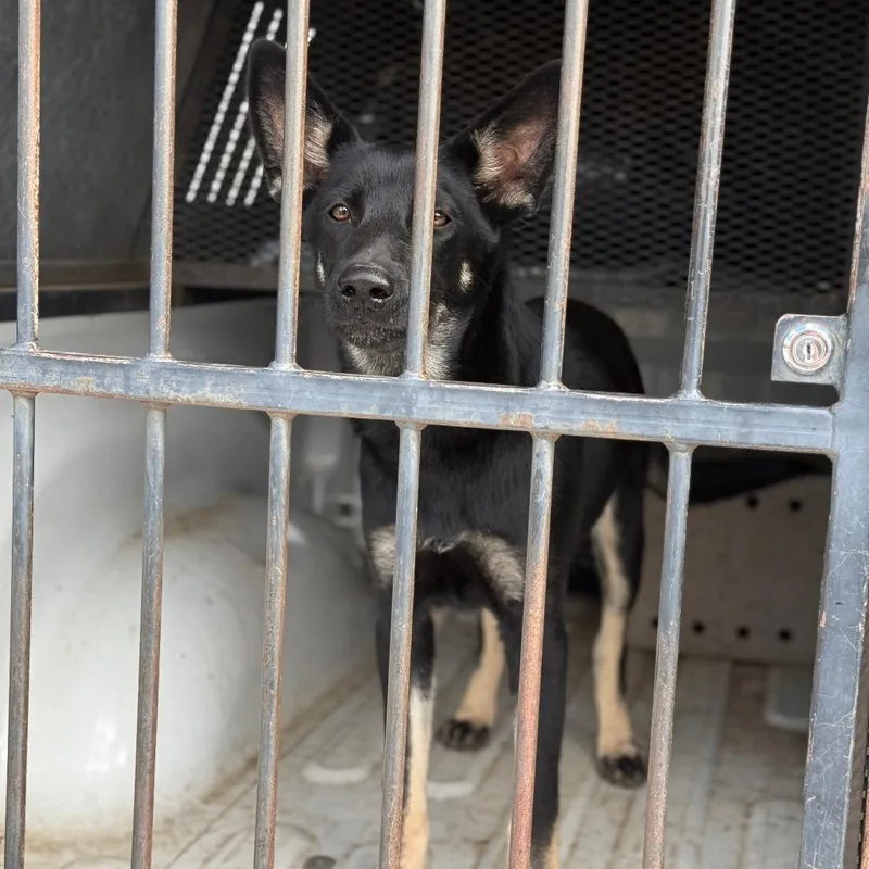 Colonel Sanders thumbnail 2