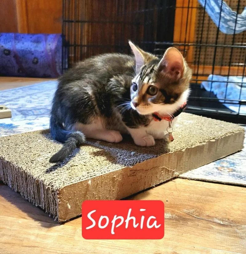 Sophia thumbnail 3