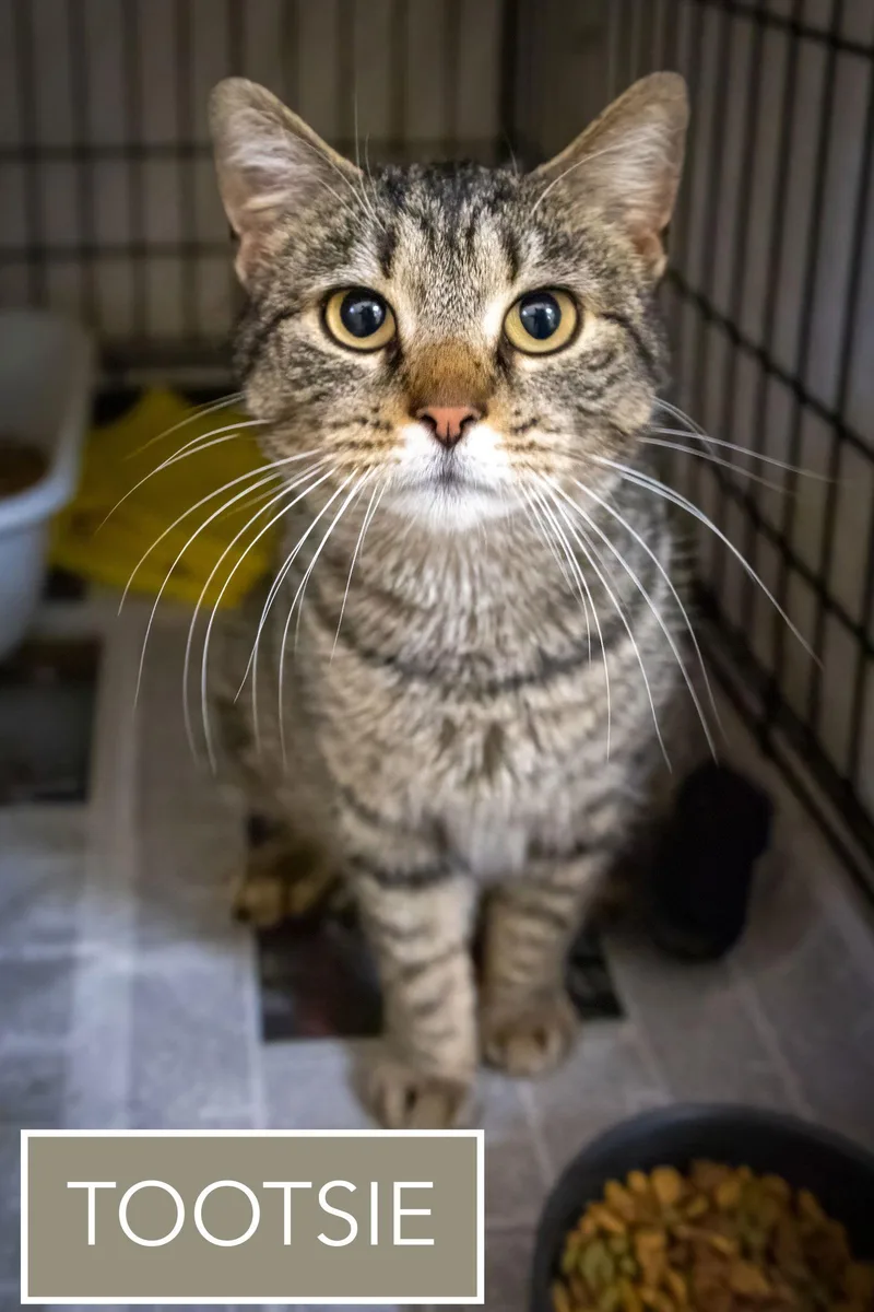 Tootsiec thumbnail 2